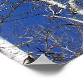 樺の木の木々（青） ポスター (角)