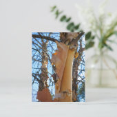 樺の木の木が樹皮を落とす ポストカード (スタンド正面)