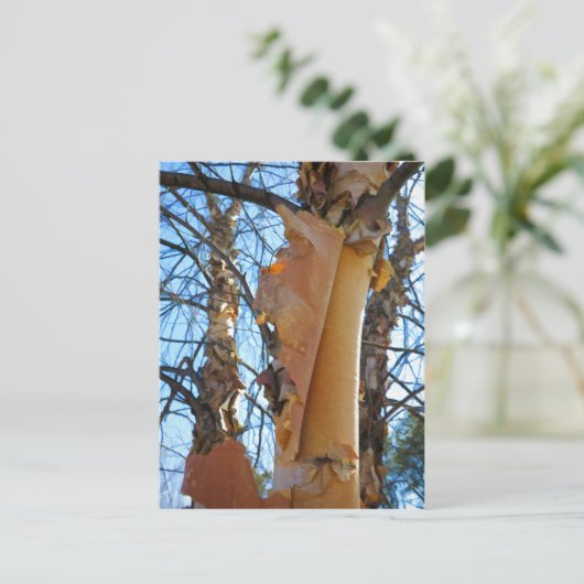 樺の木の木が樹皮を落とす ポストカード (スタンド正面)