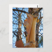 樺の木の木が樹皮を落とす ポストカード (正面/裏面)