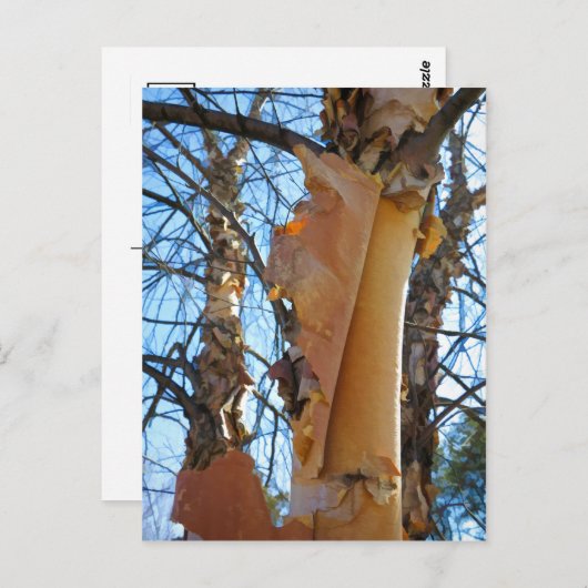樺の木の木が樹皮を落とす ポストカード (正面/裏面)