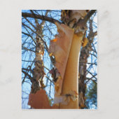 樺の木の木が樹皮を落とす ポストカード (正面)