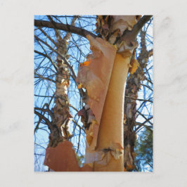 樺の木の木が樹皮を落とす ポストカード