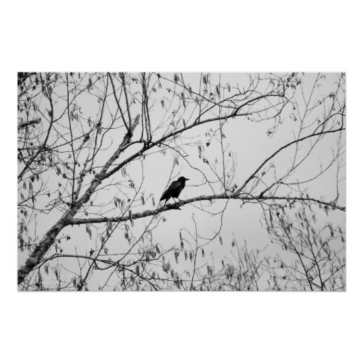 樺の木の木でカラス ポスター (正面)