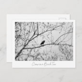 樺の木の木でカラス ポストカード (正面/裏面)