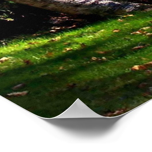 樺の木の木 ポスター (角)