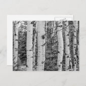 樺の木の木 ポストカード (正面/裏面)