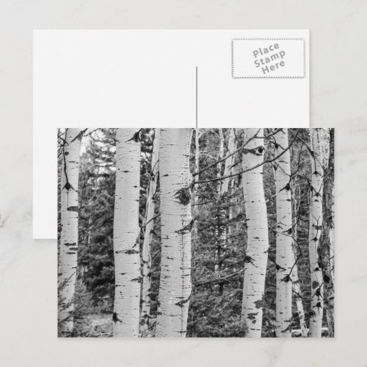 樺の木の木 ポストカード (正面/裏面)