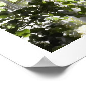 樺の木ウッズ ポスター (角)