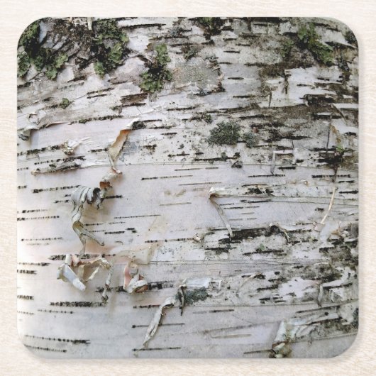 樺の木ウッドコースター001 スクエアペーパーコースター (正面)