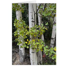 樺の木ツリーズスキラック – 5" x 7"アートカード