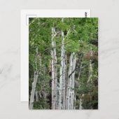 樺の木ツリーズ山チャールストンネバダ ポストカード (正面/裏面)