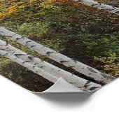 樺の木ツリーズ秋フォトバリューポスター紙 ポスター (角)