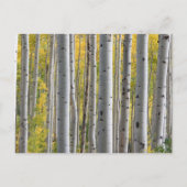 樺の木ツリーハートイニシャル素朴なハネムーンファンド インビテーションポストカード (裏面)