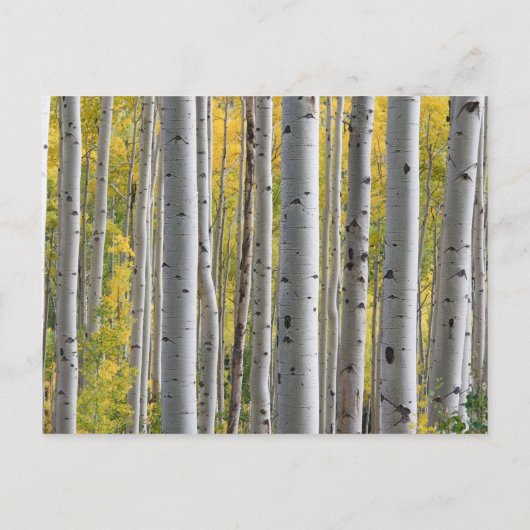 樺の木ツリーハートイニシャル素朴なハネムーンファンド インビテーションポストカード (裏面)