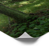 樺の木ツリーポスター ポスター (角)