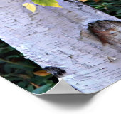 樺の木ツリー顔自然 ポスター (角)