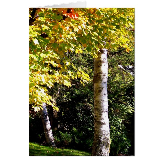 樺の木ツリー (正面)