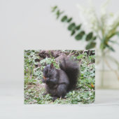 樺の木ベイリス ポストカード (スタンド正面)