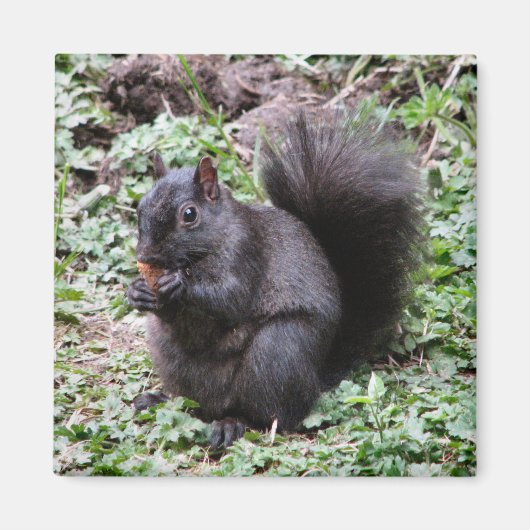 樺の木ベイリス マグネット (正面)