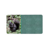 樺の木ベイリス ラベル (正面)