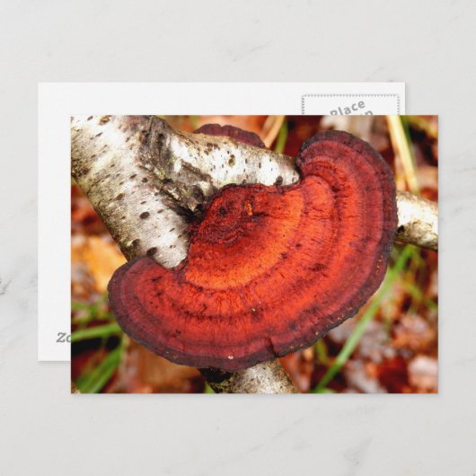 樺の木マゼギル真菌はがき ポストカード (正面/裏面)