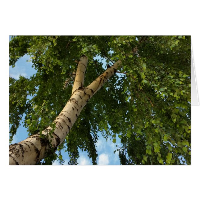 樺の木傘 (正面横)