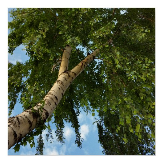 樺の木傘 ポスター (正面)