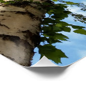 樺の木傘 ポスター (コーナー)