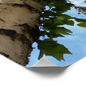 樺の木傘 ポスター (角)