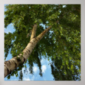 樺の木傘 ポスター (正面)