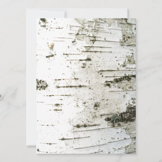 樺の木幹 (正面)