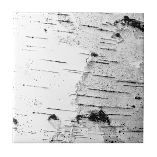 樺の木幹 タイル (正面)