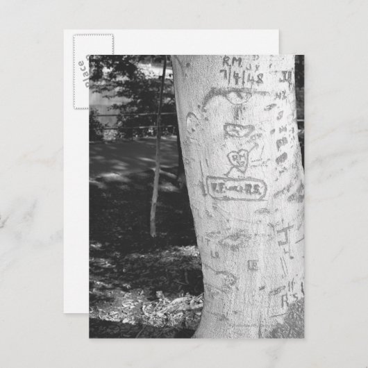 樺の木木の幹に彫るB&W ポストカード (正面/裏面)