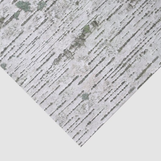 樺の木木目テクスチャ 薄葉紙 (詳細)