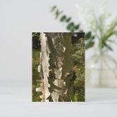 樺の木木 ポストカード (スタンド正面)