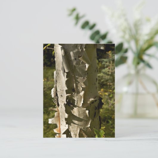 樺の木木 ポストカード (スタンド正面)