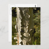 樺の木木 ポストカード (正面/裏面)