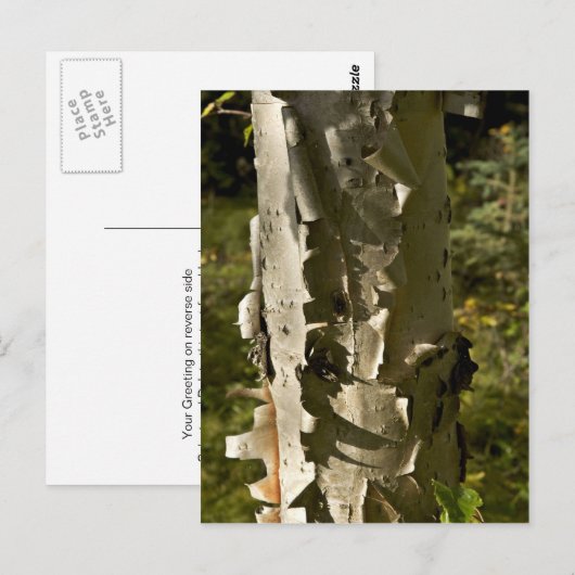 樺の木木 ポストカード (正面/裏面)