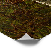 樺の木林ポスター ポスター (角)