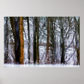 樺の木林 ポスター (正面)