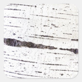 樺の木樹皮パターン スクエアシール (正面)