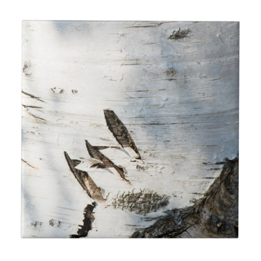 樺の木樹皮パターン タイル (正面)