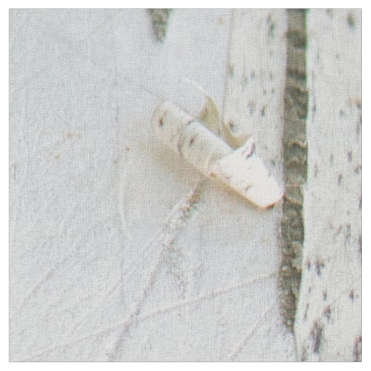 樺の木樹皮パターン ファブリック (クローズアップ)