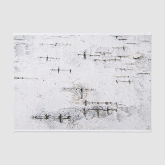 樺の木樹皮パターン 薄葉紙 (正面)