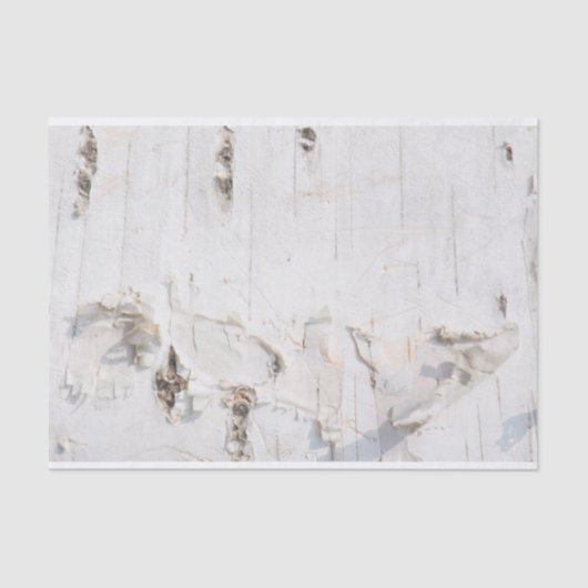 樺の木樹皮パターン 薄葉紙 (正面)