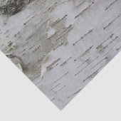 樺の木樹皮剥古写真 薄葉紙 (詳細)