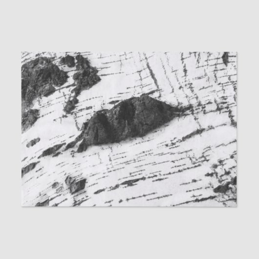 樺の木樹皮模様 薄葉紙 (正面)