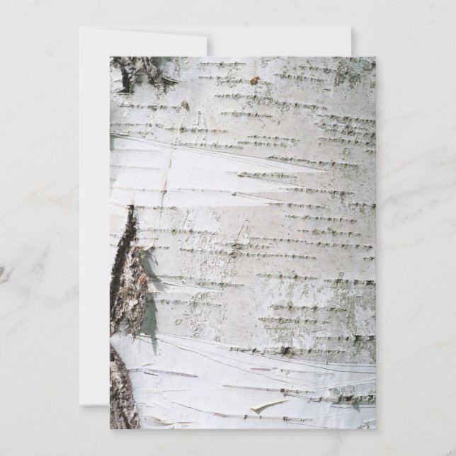 樺の木樹皮 (正面)