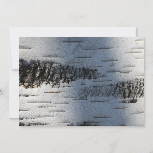 樺の木樹皮1291 (正面)